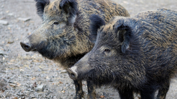 Potvrđen prvi slučaj afričke kuge kod divljih svinja u Crnoj Gori