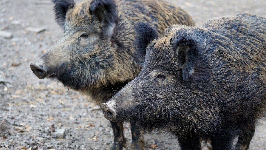 Evropska agencija za bezbednost hrane: U Srbiji 90 slučajeva afričke kuge kod divljih svinja i 48 kod domaćih