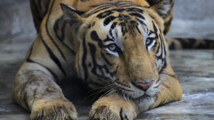 Danski zoo vrt na meti kritika zbog kontroverznog apela: Građani pozvani da doniraju životinje za ishranu predatora