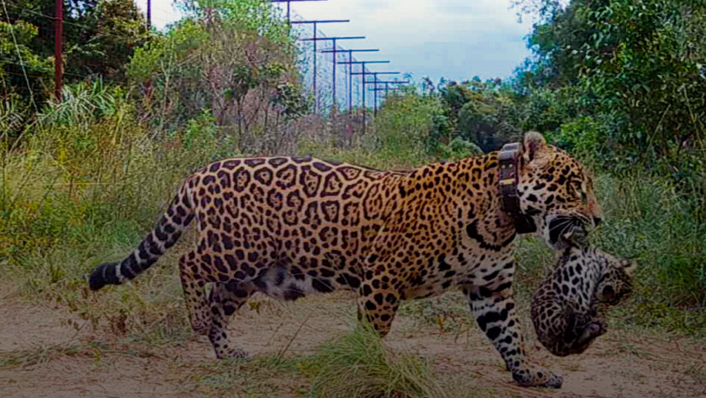 Posle 70 godina rođeni prvi divlji jaguari u Argentini