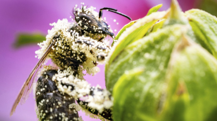 Alarmantno u jednom beogradskom naselju: Polen u vazduhu dostigao vrlo visoke koncentracije širom zemlje
