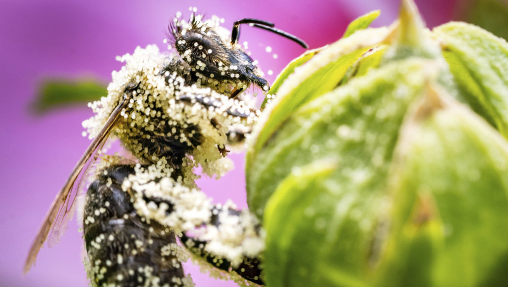 Alarmantno u jednom delu Beograda: Polen u vazduhu dostigao vrlo visoke koncentracije širom zemlje
