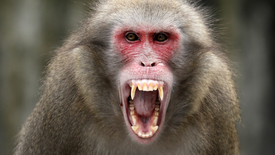 I policija u borbi protiv majmuna koji terorišu japanski grad Jamaguči