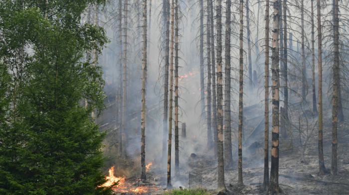 Novi požar u rezervatu "Pašnjaci velike droplje" u Banatu