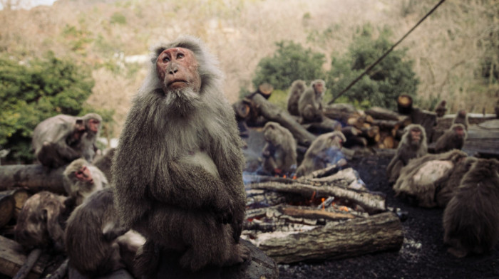 Majmuni povredili 42 ljudi u Japanu, vlasti pribegavaju pištoljima za smirenje