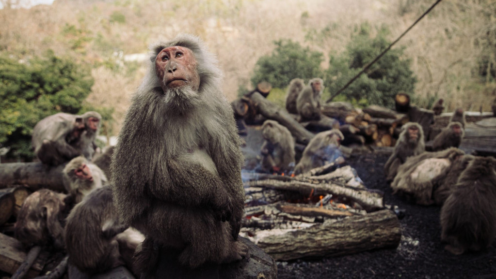Projekat "metropole majmuna" vredan 396 miliona dolara: Planiran kompleks za 30.000 životinja za medicinska istraživanja