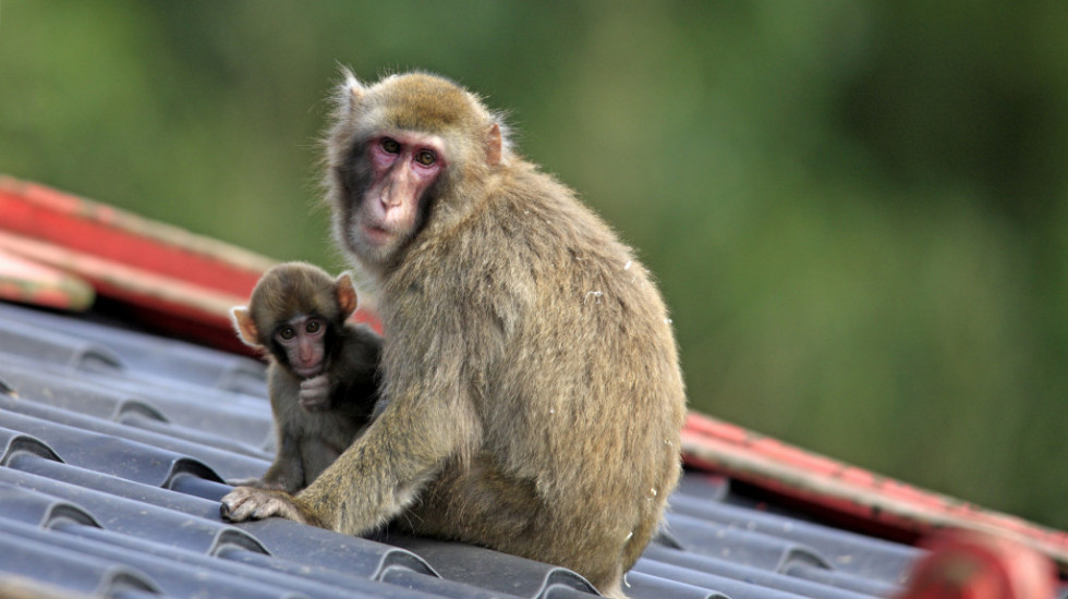 Naučnici otkrili zašto majmuni ne mogu da govore, tvrde da imaju "dodatak" u grlu koji ljudi nemaju