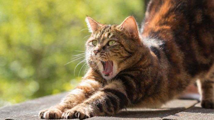 Za poljski institut mačke su invazivna vrsta kriva za  smanjenje biodiverziteta, kritičari pitaju: A šta je s ljudima?