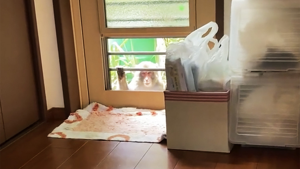 Grizu, napadaju s leđa, pokušavaju da otmu bebe: Teror makaki majmuna u japanskom gradu izmakao kontroli