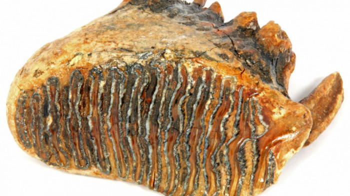 Neobično otkriće arheologa-amatera iz Hrvatske: Četvrti put pronašao zub vunastog mamuta