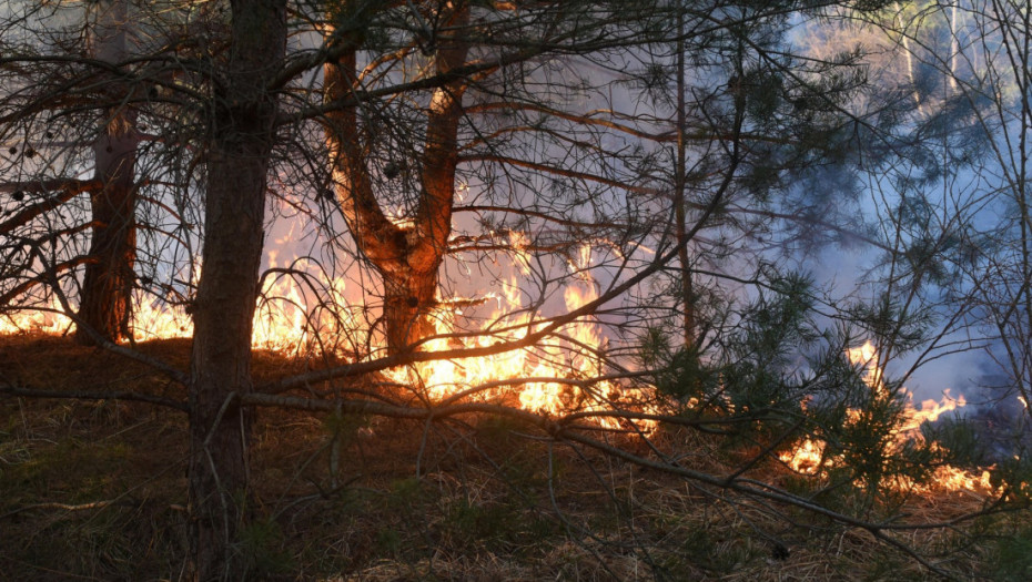 Požar kod Ploča u Hrvatskoj, gori gusta borova šuma