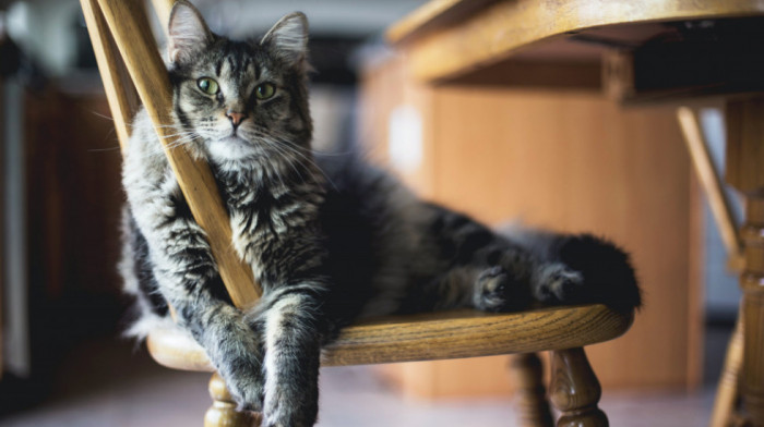 Novo otkriće naučnika: Domaće i divlje mačke izbegavale međusobno da se pare skoro dva milenijuma