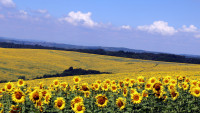 Vlada Srbije donela dve uredbe u vezi sa podrškom proizvođačima suncokreta
