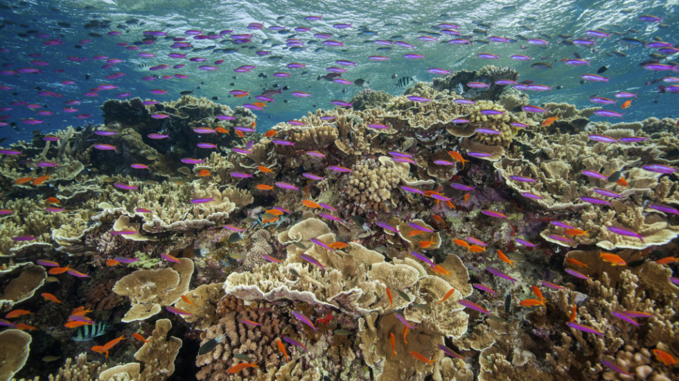 Veliki koralni greben pokazuje najznačajnije znake oporavka u poslednjih 36 godina
