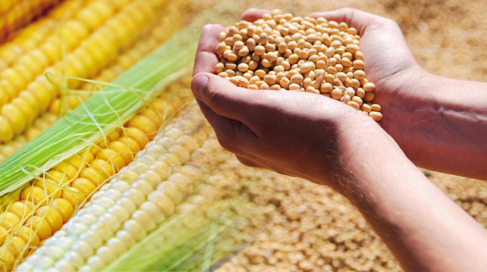 U Srbiji prodat prvi kukuruz novog roda, soja poskupela za jedan odsto