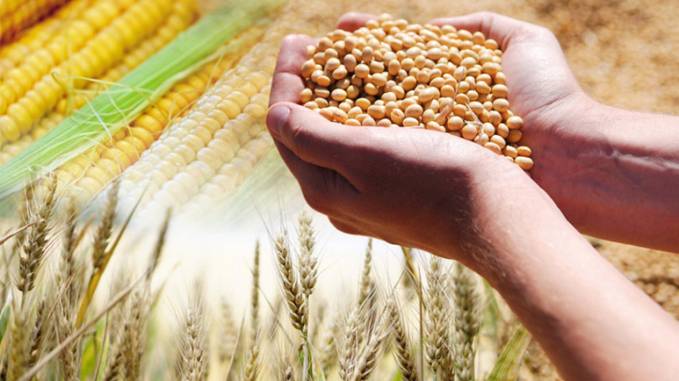 Na produktnoj berzi rast cene pšenice, pala cena soje i kukuruza