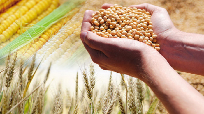 Povećane cene kukuruza i pšenice na Produktnoj berzi, niže za soju