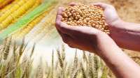 Povećane cene kukuruza i pšenice na Produktnoj berzi, niže za soju