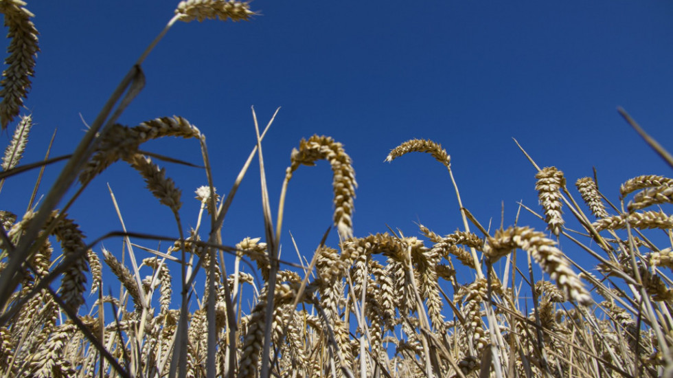 Prijavljeno 118.912 tona pšenice za državni otkup po 40 dinara