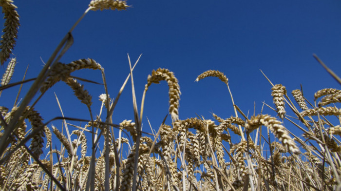 Egipat privatnim kanalima otkupio skoro pola miliona tona ruske pšenice