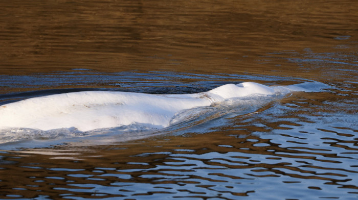 Plutajuće zlato: U telu nasukanog kita kod Kanarskih ostrva pronađen ćilibar vredan 500.000 evra