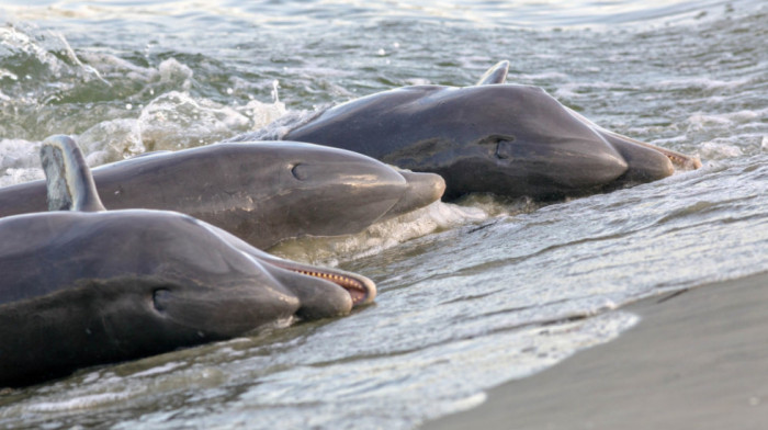 Stotine mrtvih delfina nasukano na francuskoj obali Atlantika