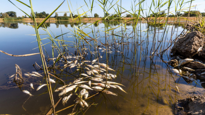 Veliki pomor ribe u reci Odri, još se ne zna uzrok zagađenja