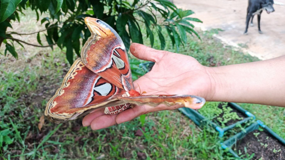 Najveći moljac na svetu pronađen i u Vašingtonu: Insekt s rasponom krila od 25 centimetara dosad viđan samo u tropima