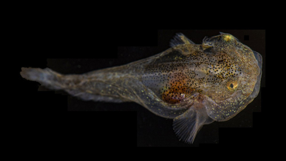 Riba s antifrizom u venama: Otkrivena najveća količina proteina protiv smrzavanja ikad zabeležena kod riba