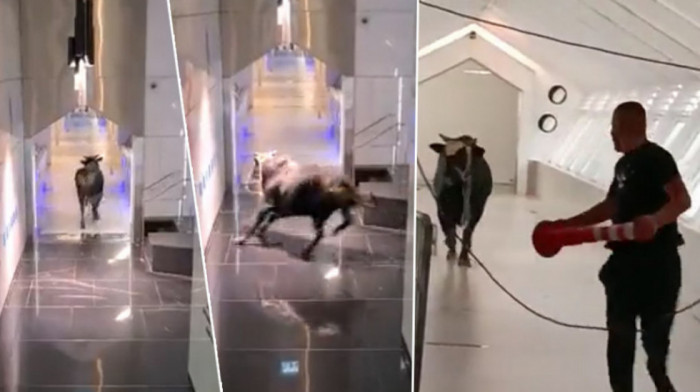 Odbegli bik zalutao u zgradu banke - filmska scena u Izraelu