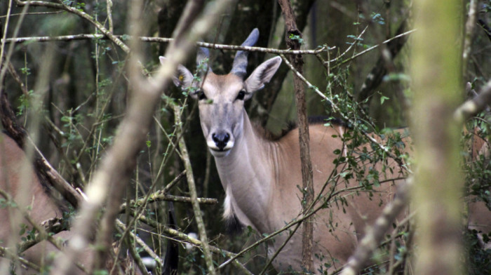 Antilopa nasmrt izbola jednu osobu u švedskom životinjskom parku