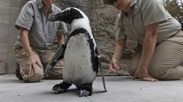 (VIDEO) Ortopedske cipelice za Lukasa: Pingvin u zoo vrtu u San Dijegu ponovo u akciji