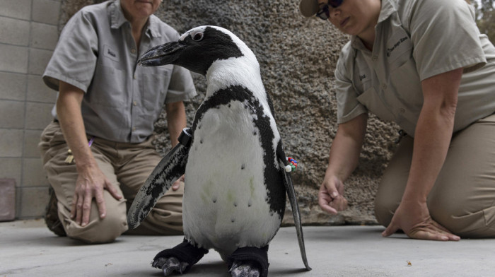 (VIDEO) Ortopedske cipelice za Lukasa: Pingvin u zoo vrtu u San Dijegu ponovo u akciji