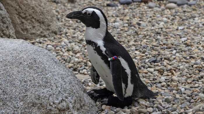 Alarmantno upozorenje aktivista i struke: Afrički pingvini mogli bi nestati do 2035