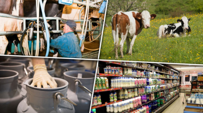 Gde je nestalo domaće mleko? Posle podizanja cena rafovi puni pakovanja koja stižu iz Češke i Poljske