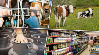 Začarani krug poskupljenja: Cenom mleka nezadovoljni svi, proizvođači tvrde da su na ivici opstanka