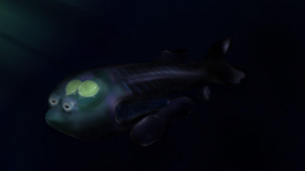 Otkriće iz dubina: Naučnici pronašli veoma retku vrstu ribe sa providnom glavom i rotirajućim očima
