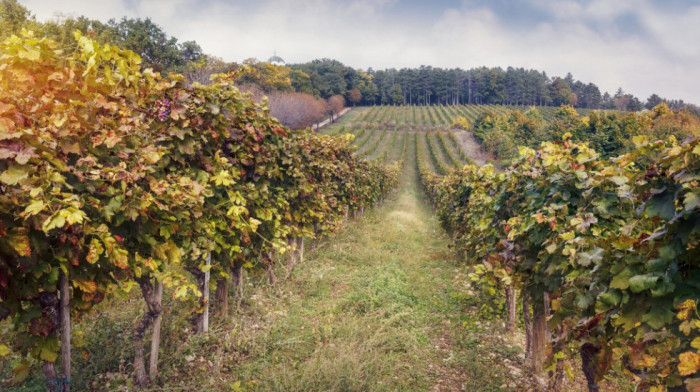 Evropski sajt svrstao Šumadiju među 10 vinskih regija koje vredi posetiti u ovoj godini