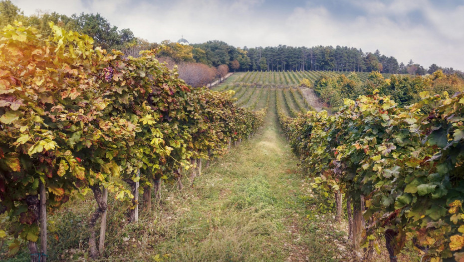 Evropski sajt svrstao Šumadiju među 10 vinskih regija koje vredi posetiti u ovoj godini