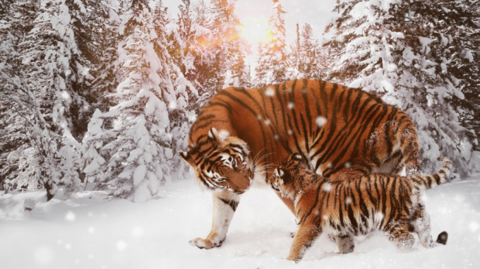 Udvostručio se broj sibirskih tigrova, Putin: "Ponosan sam"