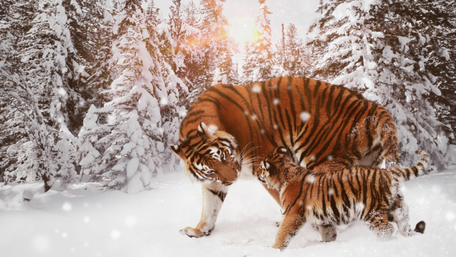 Udvostručio se broj sibirskih tigrova, Putin: "Ponosan sam"