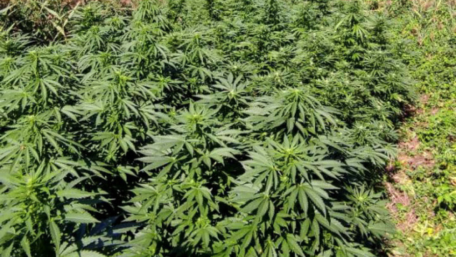 Otkriven zasad marihuane u selu kod Kruševca, dvoje uhapšenih i zaplenjeno 339 kilograma droge