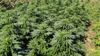 Otkriven zasad marihuane u selu kod Kruševca, dvoje uhapšenih i zaplenjeno 339 kilograma droge