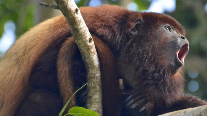 Znate li šta je "životinjska diplomatija" i zašto Malezija planira da poklanja orangutane drugim zemljama?