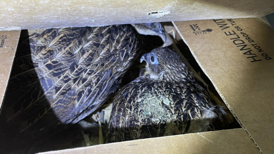 Sprečeno krijumčarenje zaštićenih vrsta ptica - 13 golubova i šest fazana pronađeni u kutijama u prtljažniku autobusa