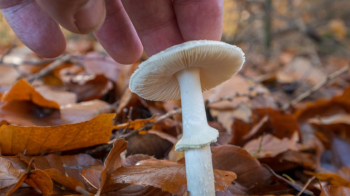 Kalifornija izdala hitno upozorenje zbog trovanja gljivama, jedna osoba umrla