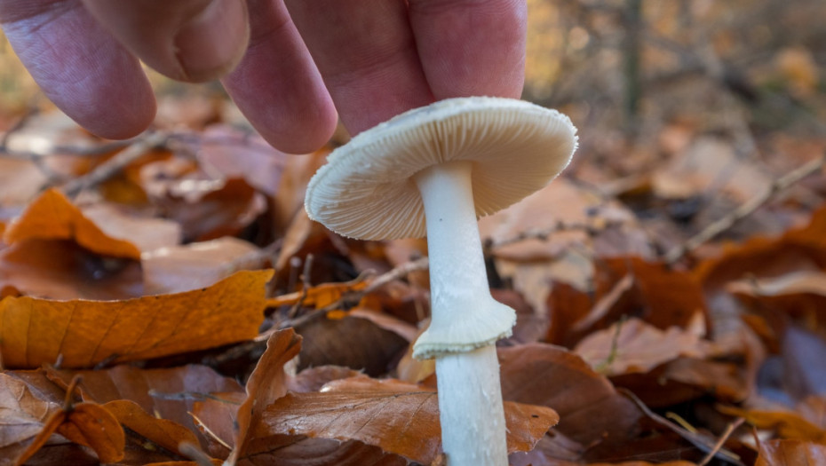 Kalifornija izdala hitno upozorenje zbog trovanja gljivama, jedna osoba umrla