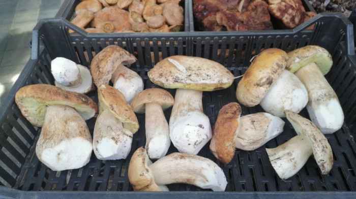 Večita dilema ljubitelja pečurki: Treba li ih prati pre kuvanja ili ipak ne?