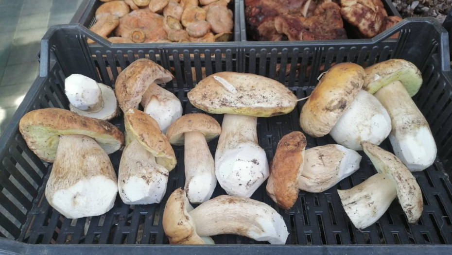 Večita dilema ljubitelja pečurki: Treba li ih prati pre kuvanja ili ipak ne?