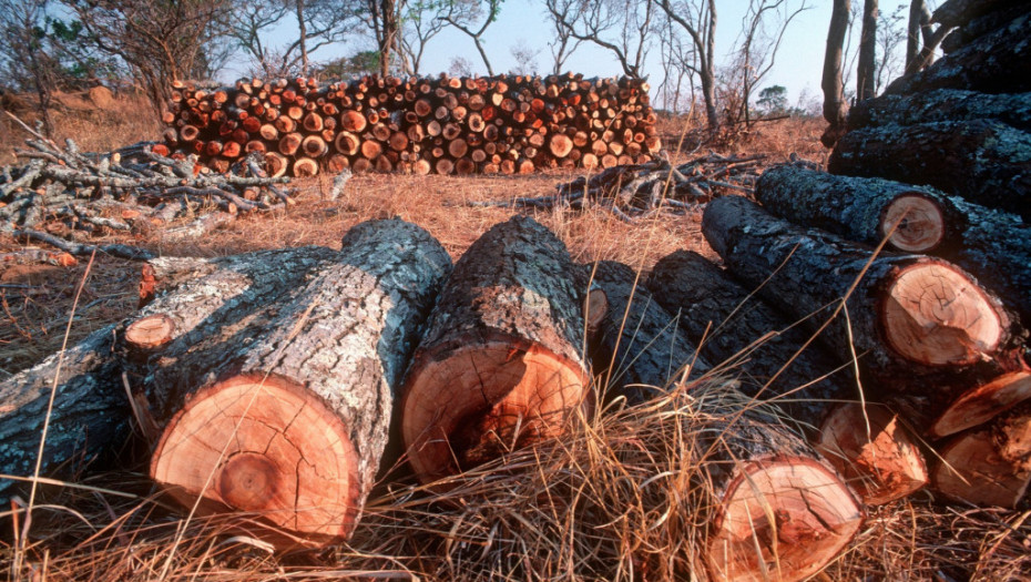 Evropljani masovno kupuju drva za grejanje: Cena peleta udvostručena, stručnjaci upozoravaju na ekološke posledice